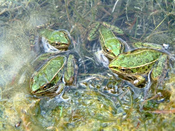 Photo of Lithobates pipiens by <a href="http://www.adventurevalley.com/larry">Larry Halverson</a>